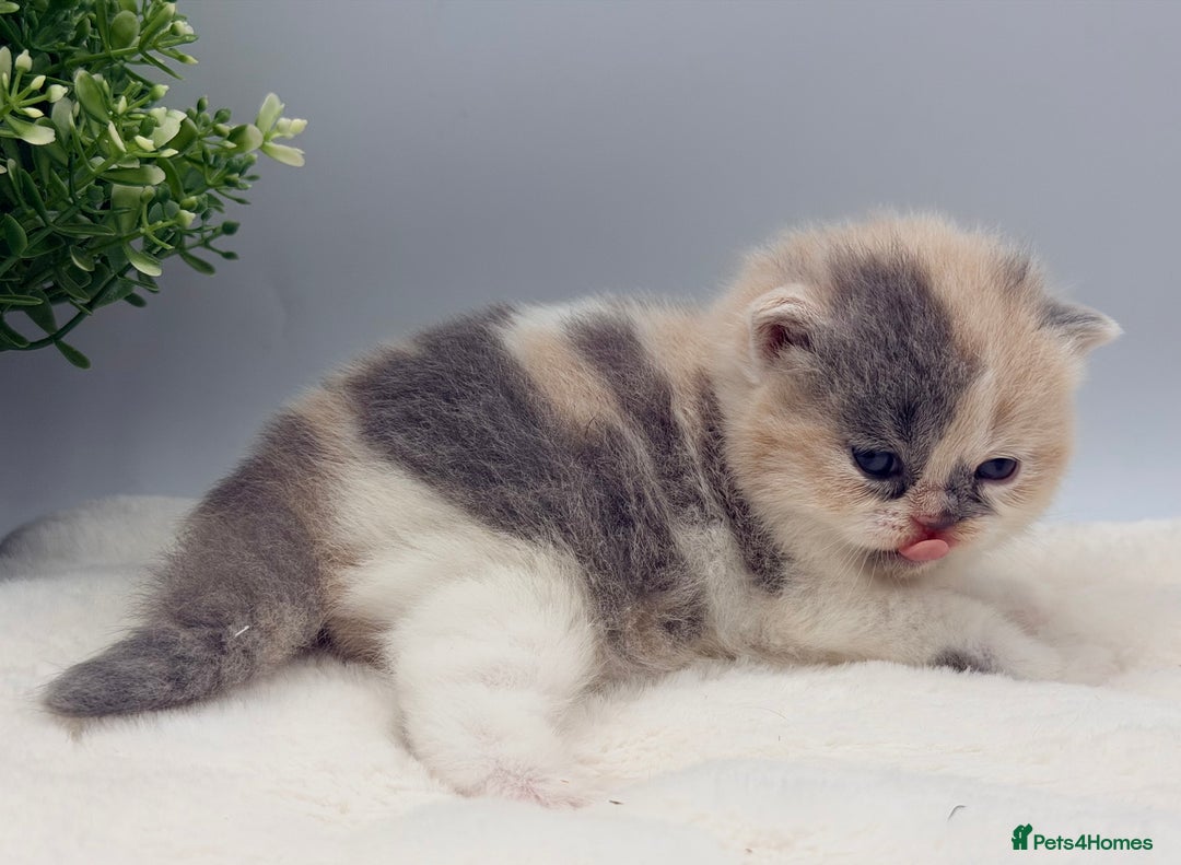 British Shorthair cats for sale: PEDIGREE REGISTERED CHUNKY BRITISH SHORTHAIRS  - Image 39