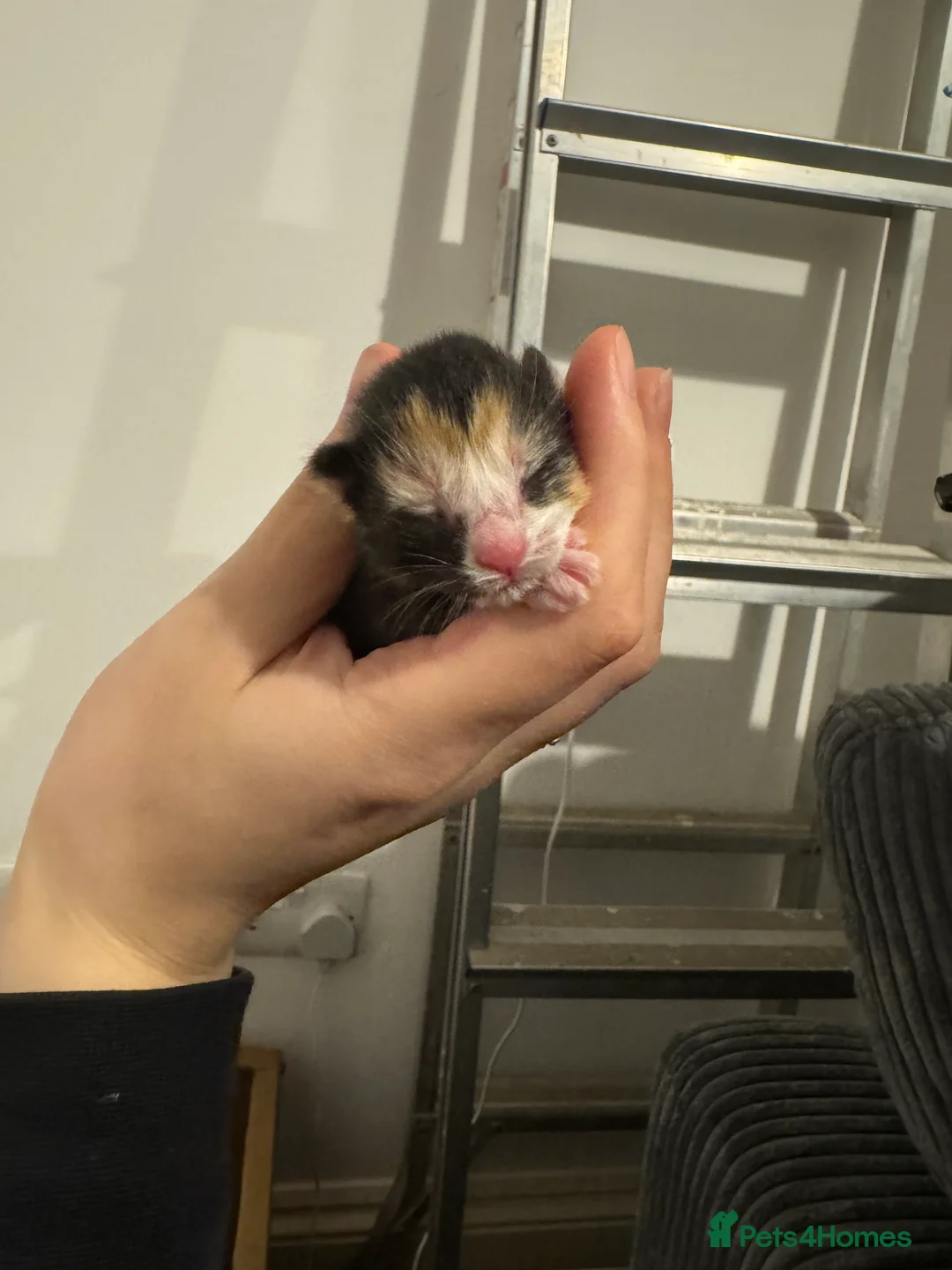 Mixed Breed cats for sale: Mixed kittens for sale  - Advert 2