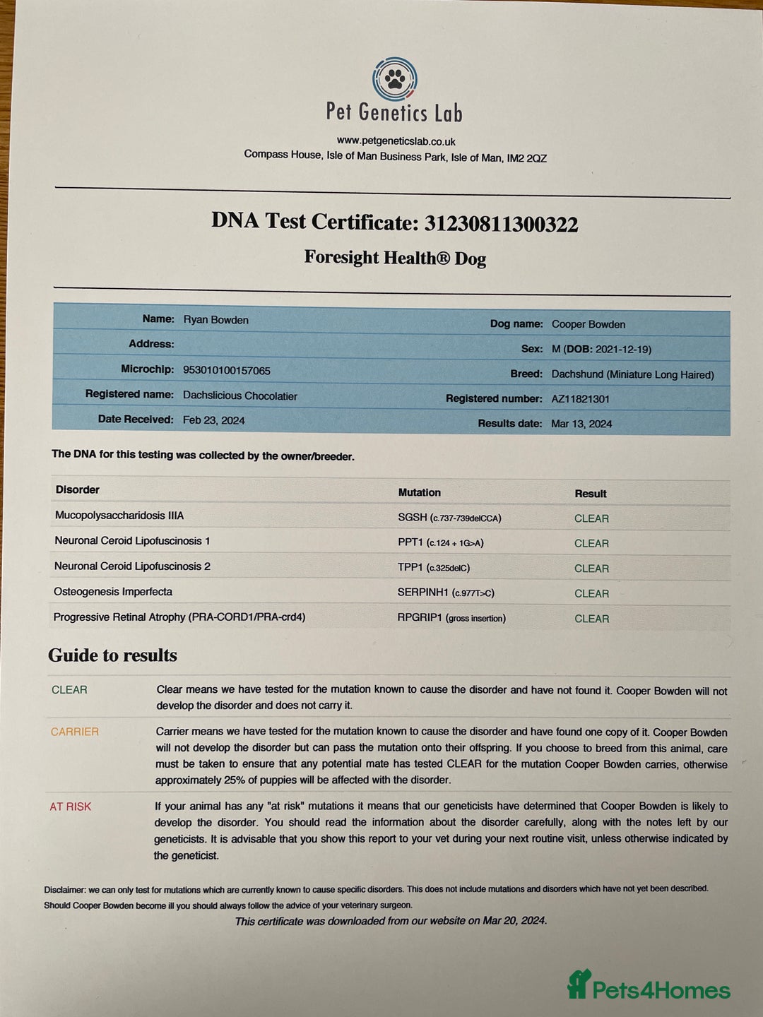 Miniature Dachshund dogs for stud: Long-haired miniature Dachshund in Hitchin - Advert 23