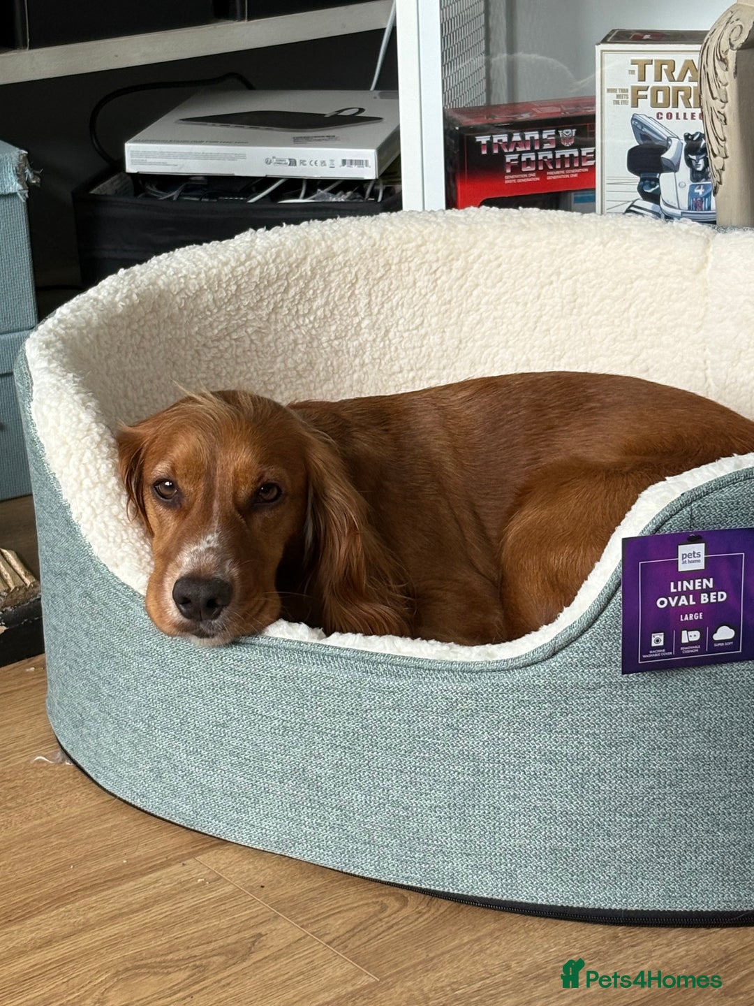 Cocker Spaniel dogs for sale: Minnie, beautiful Cocker Spaniel - Advert 7