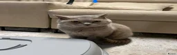 British Shorthair cats for sale: Teddy - British Shorthair Neutered Male-NO Offers - Advert 12