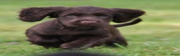 Cocker Spaniel dogs for sale: Gorgeous KC Reg Cocker Spaniels for Forever Homes - Advert 4