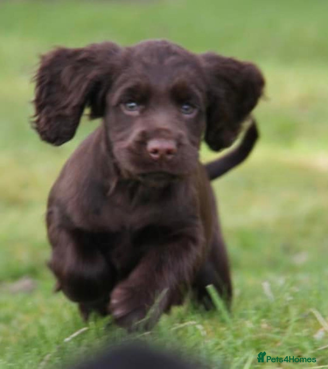 Cocker Spaniel dogs for sale: Gorgeous KC Reg Cocker Spaniels for Forever Homes - Advert 4