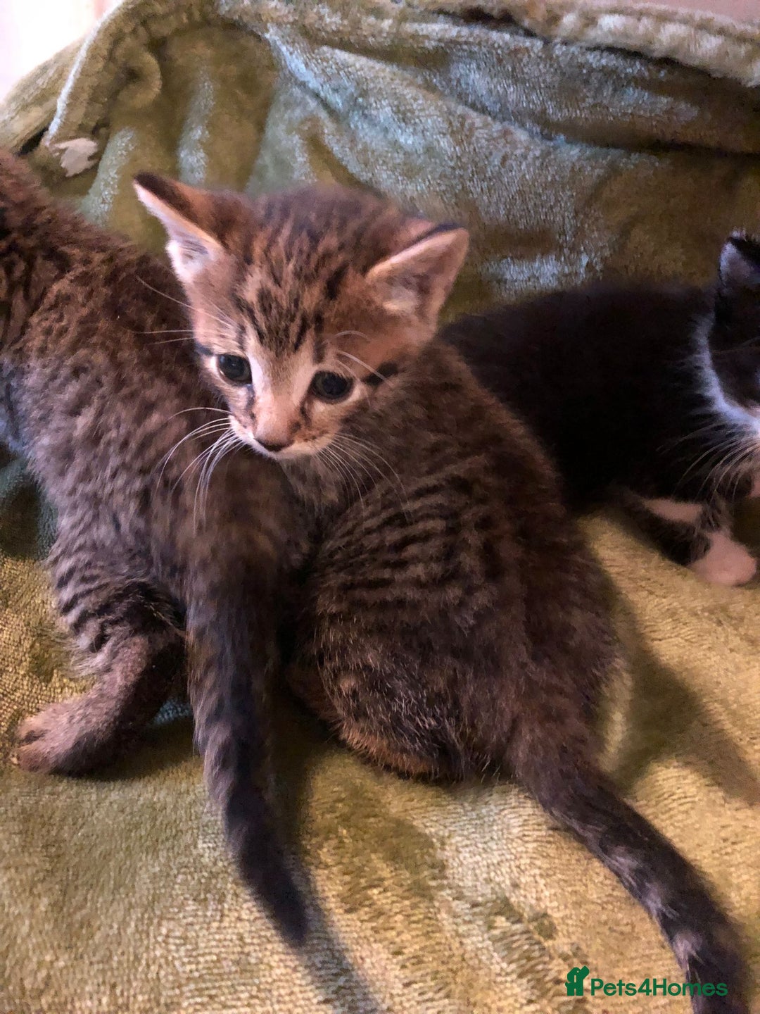 Mixed Breed cats for sale: Bengal cross kittens  - Advert 6