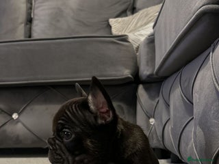 French Bulldog dogs - Advert 2