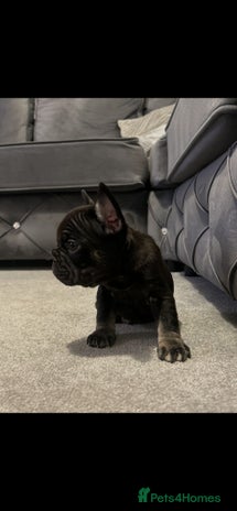 French Bulldog dogs - Advert 6