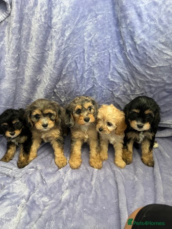 Cavapoo dogs - Advert 6
