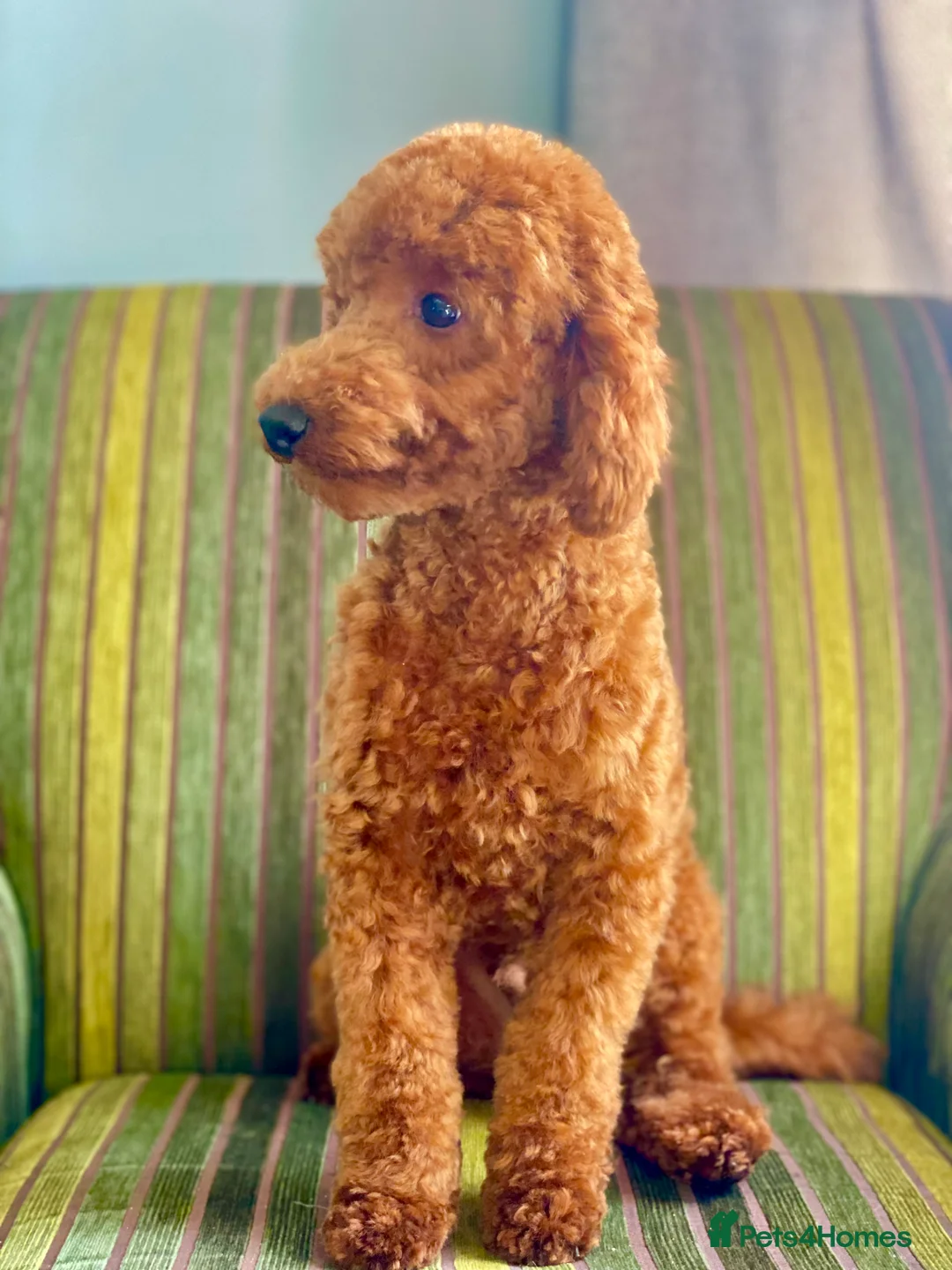 Miniature Poodle dogs for stud: MINIATURE POODLE FOX RED KC HEALTH TESTED in Woodbridge - Advert 3