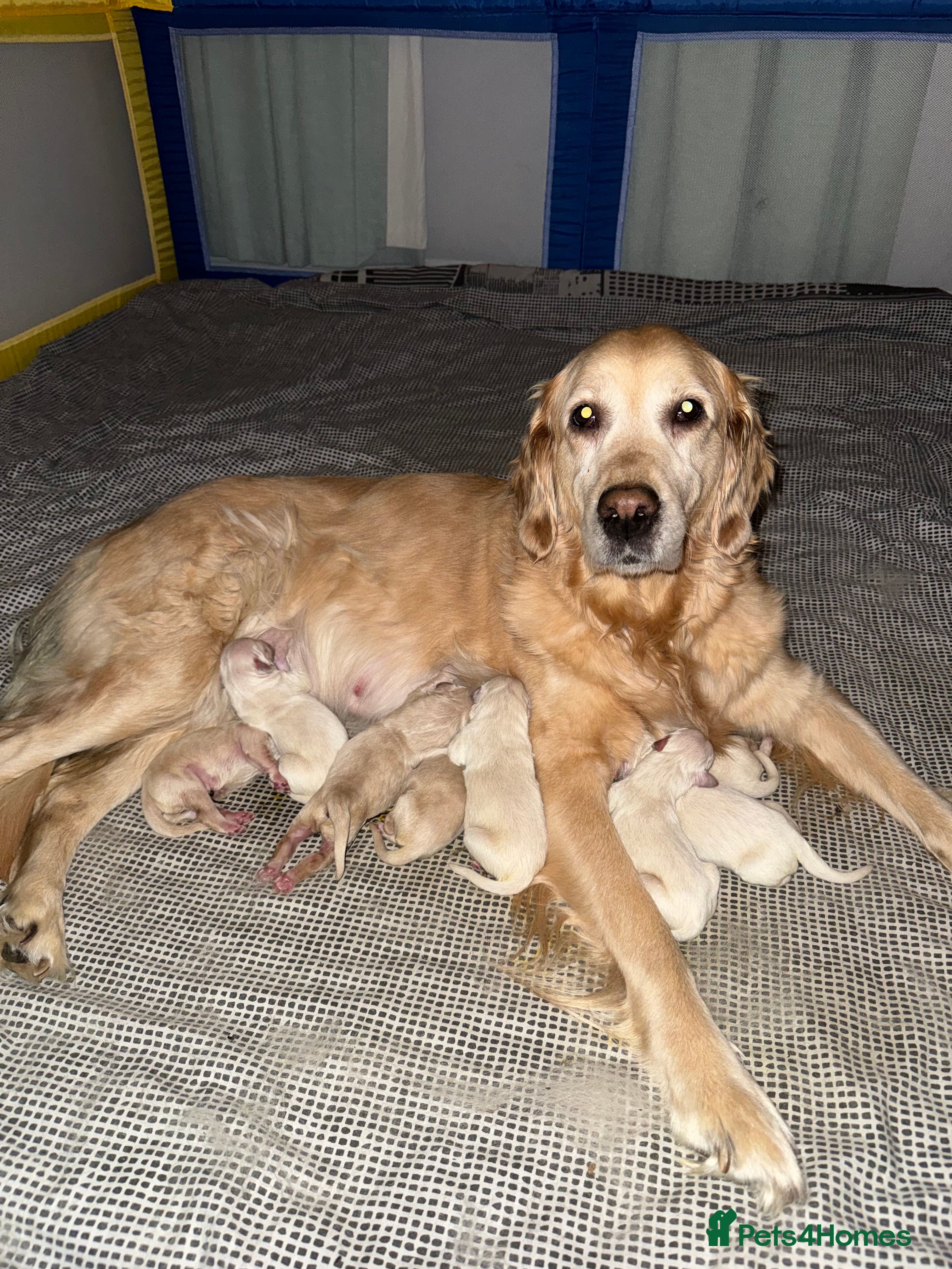 Golden Retriever dogs Golden retriever puppies - Advert 1