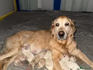 Golden Retriever dogs Golden retriever puppies - Advert 1