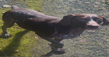 Mixed Breed dogs - Advert 7