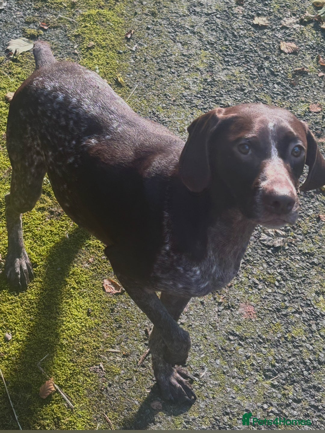 Mixed Breed dogs for sale: Pointer x poodle (pooters) - Image 2