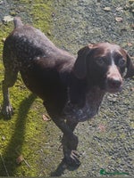 Mixed Breed dogs - Advert 15