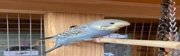 Budgerigars birds for sale: Baby budgies all bred in our aviary  - Advert 3