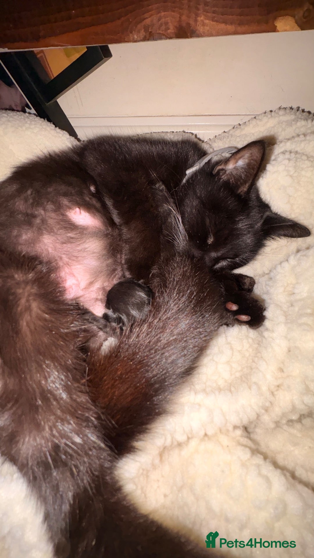Mixed Breed cats Two beautiful kittens  - Advert 3