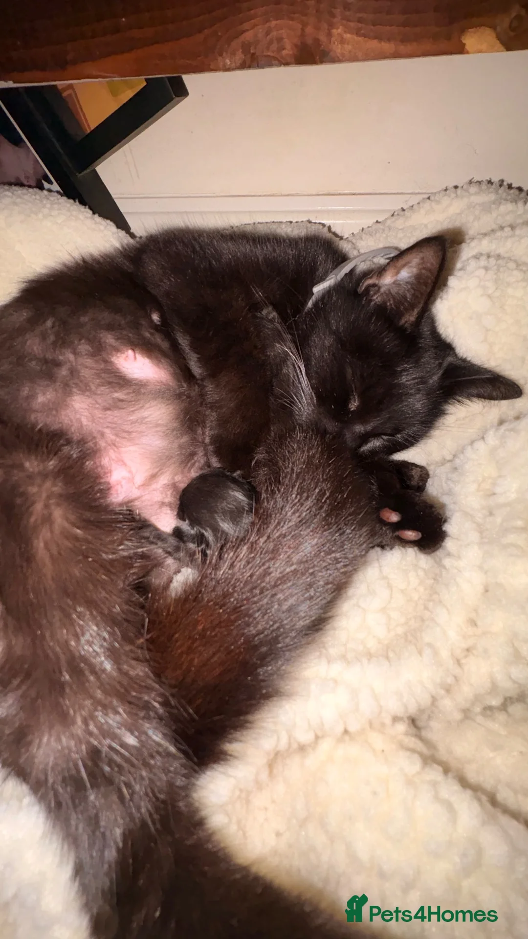 Mixed Breed cats for sale: Two beautiful kittens  - Advert 1