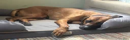 Rhodesian Ridgeback dogs for stud: Athletic RR for stud  - Advert 3