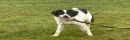 Mixed Breed dogs for adoption: Magpie - Norwich Norfolk  in Norwich - Advert 10