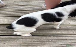 English Springer Spaniel dogs for sale: Last little ones remaining  - Image 2