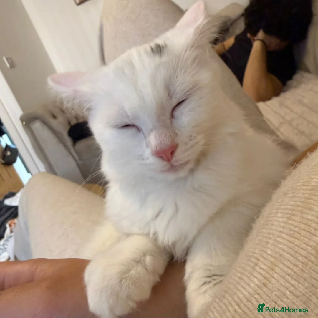 Turkish Angora cats for sale: Turkish Angora Last Girl Left in Leicester - Advert 2