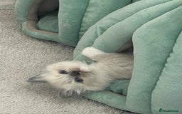 Ragdoll cats for sale: Ragdoll kittens  - Image 15