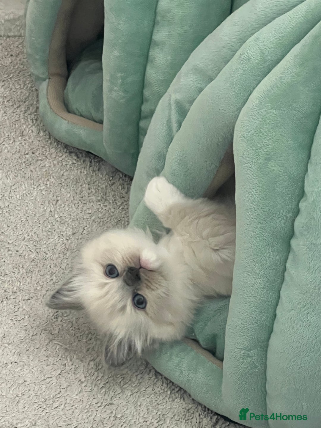 Ragdoll cats for sale: Ragdoll kittens  - Image 15