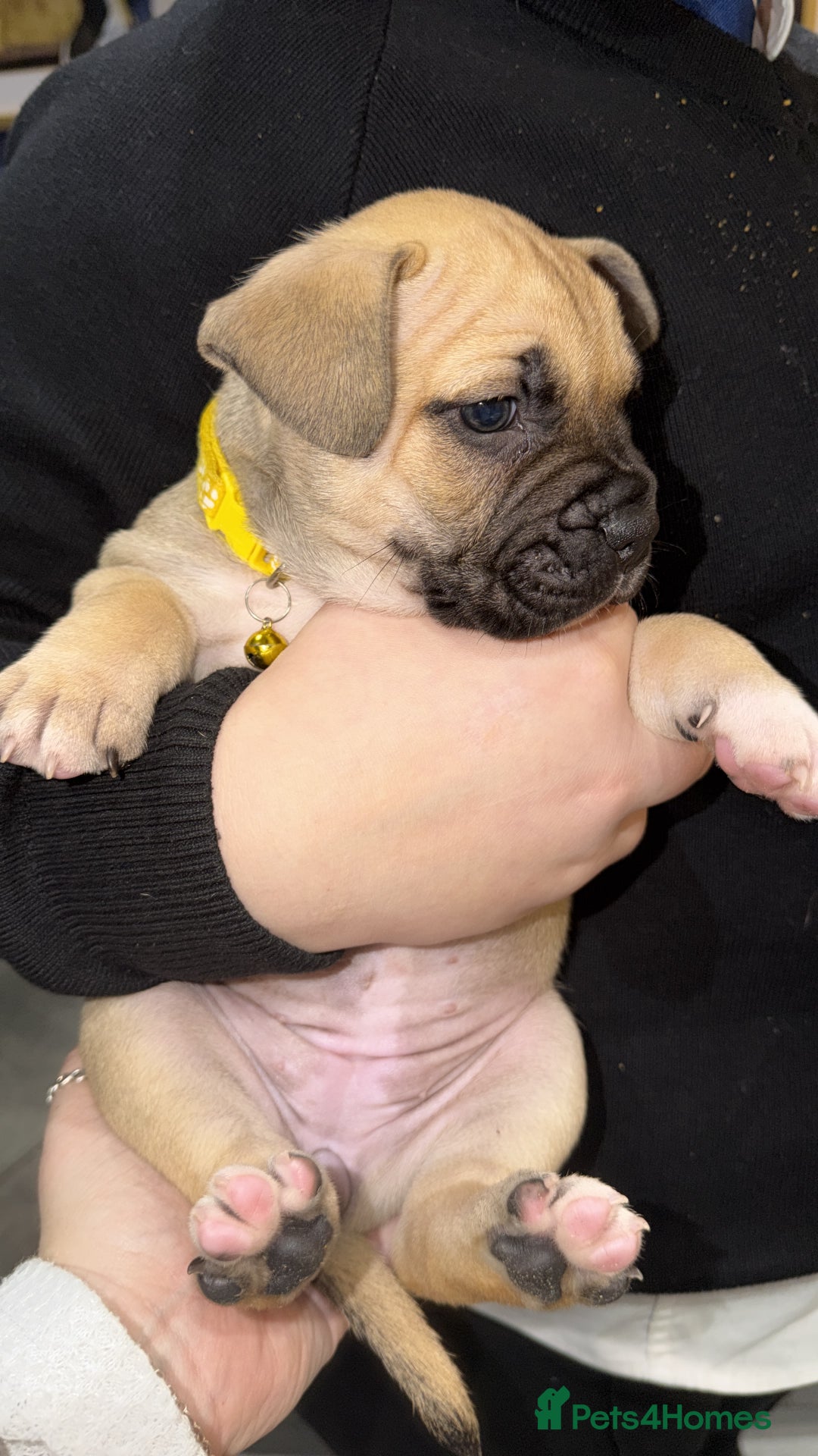 Mixed Breed dogs for sale: American french bully  - Advert 19