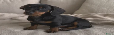 Miniature Dachshund Puppy 2