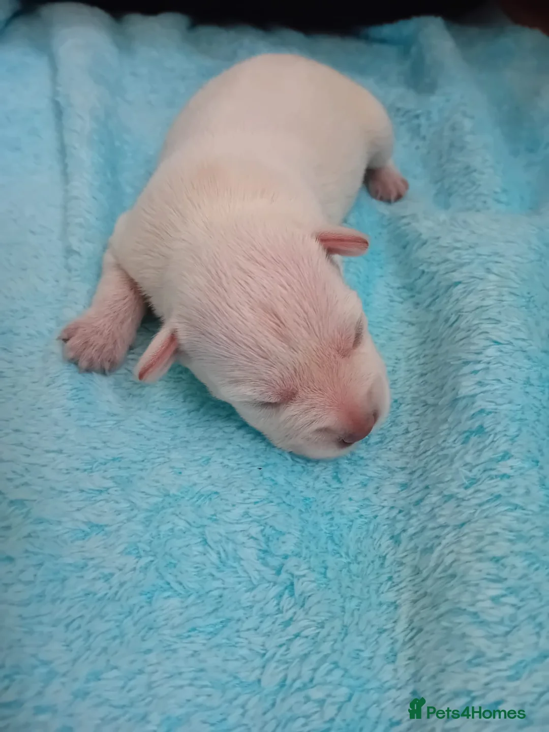 Miniature Schnauzer dogs for sale: 5 White Miniature Schnauzers  in Preston - Advert 2