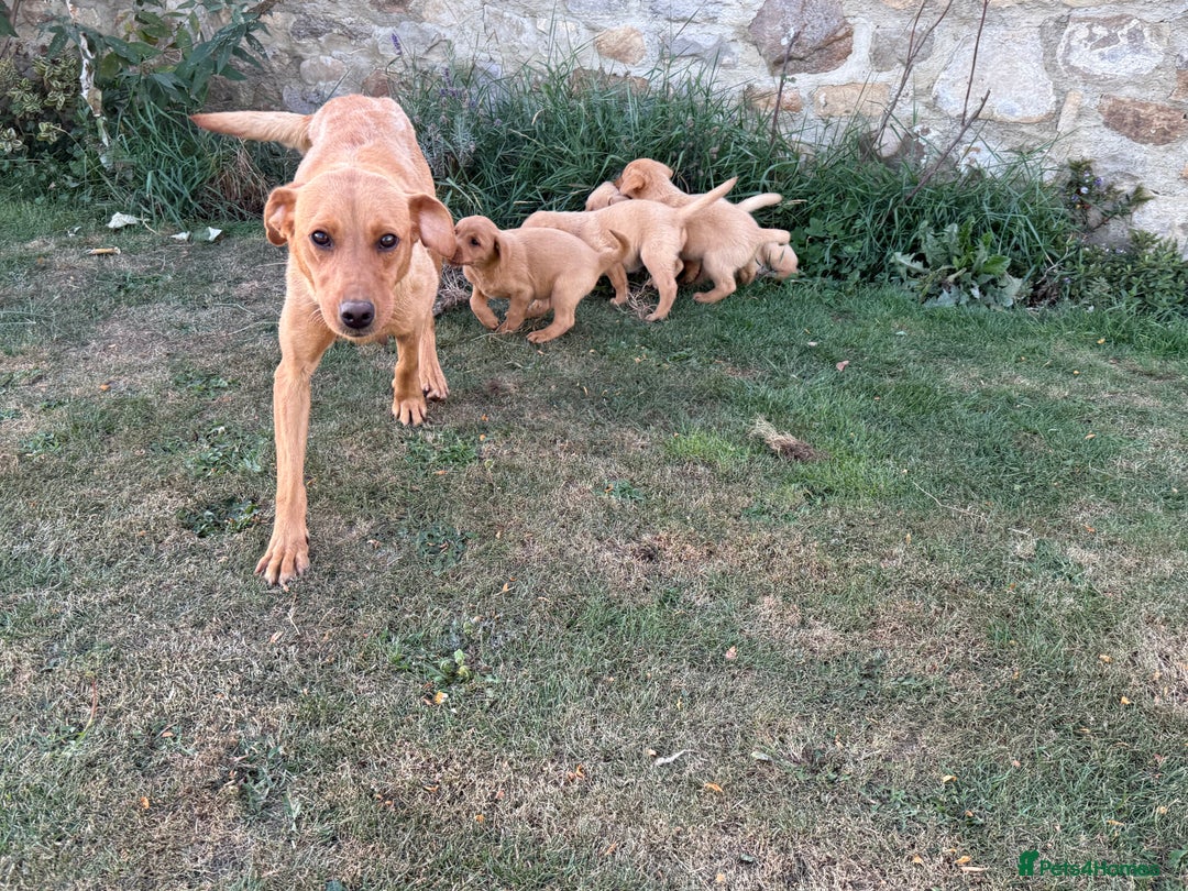 Labrador Retriever dogs for sale: 🧡 Fabulous Red & Yellow KC reg Puppies  - Image 15