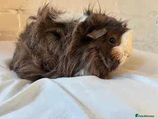 Guinea Pig rodents Free Female Guinea pigs - Advert 10