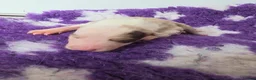 Border Collie dogs for sale: Border collie puppies - Advert 36
