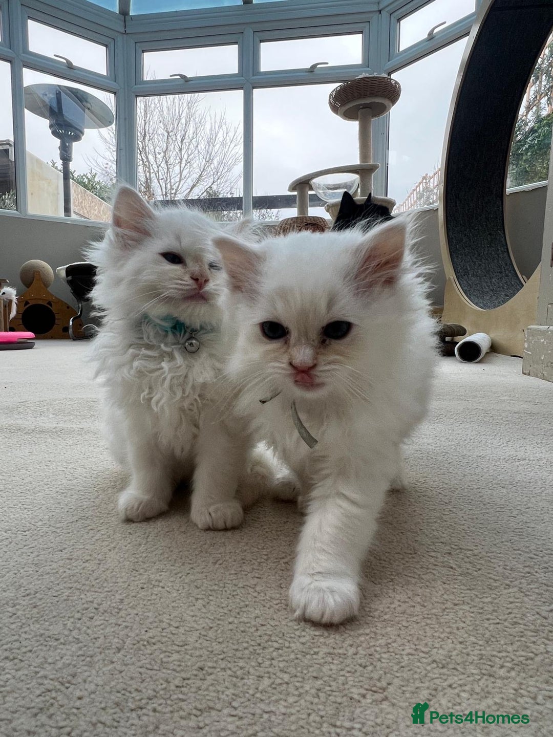 Ragdoll cats for sale: 100% Pure ragdoll kittens - Advert 5