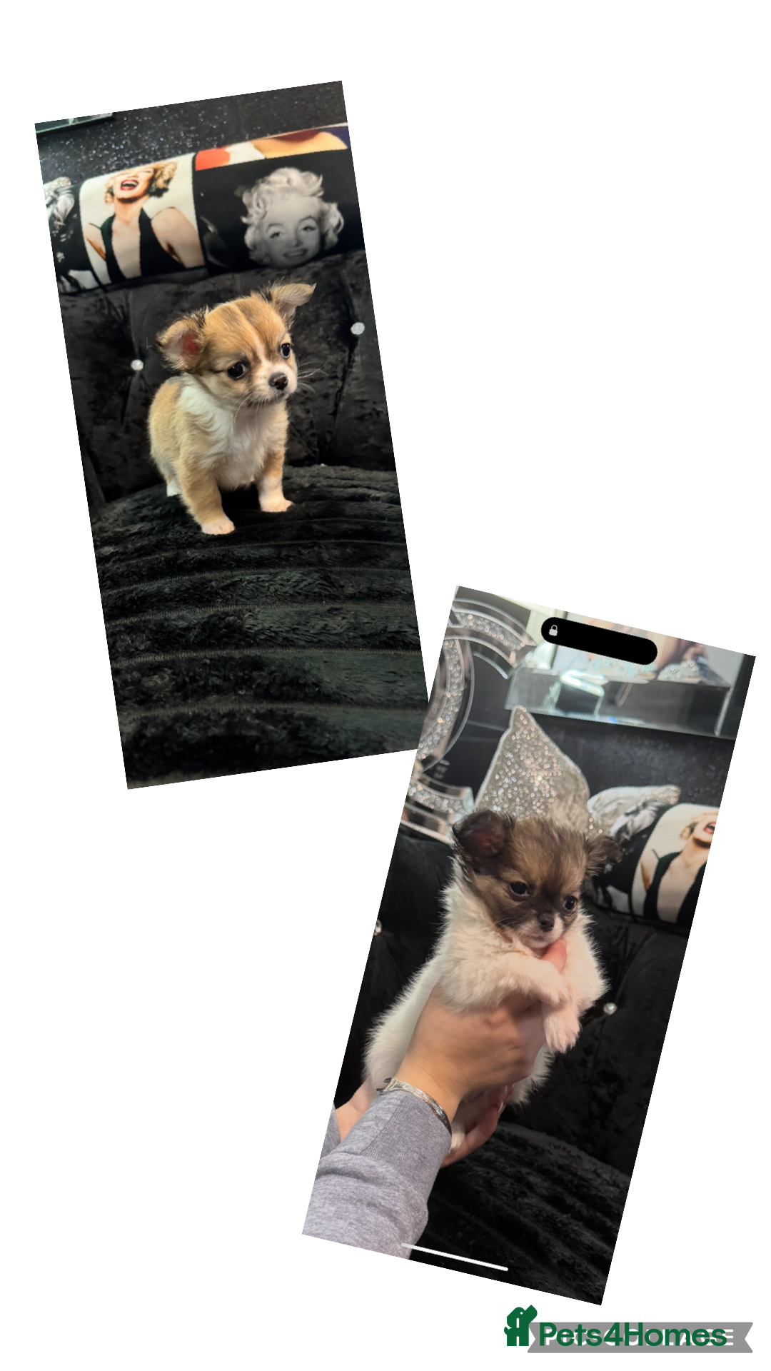 Chihuahua dogs Chihuahuas pups ready to go🩵🩷 - Advert 1