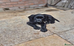 Sprocker dogs for sale: Beautiful sprocker puppies  - Image 4
