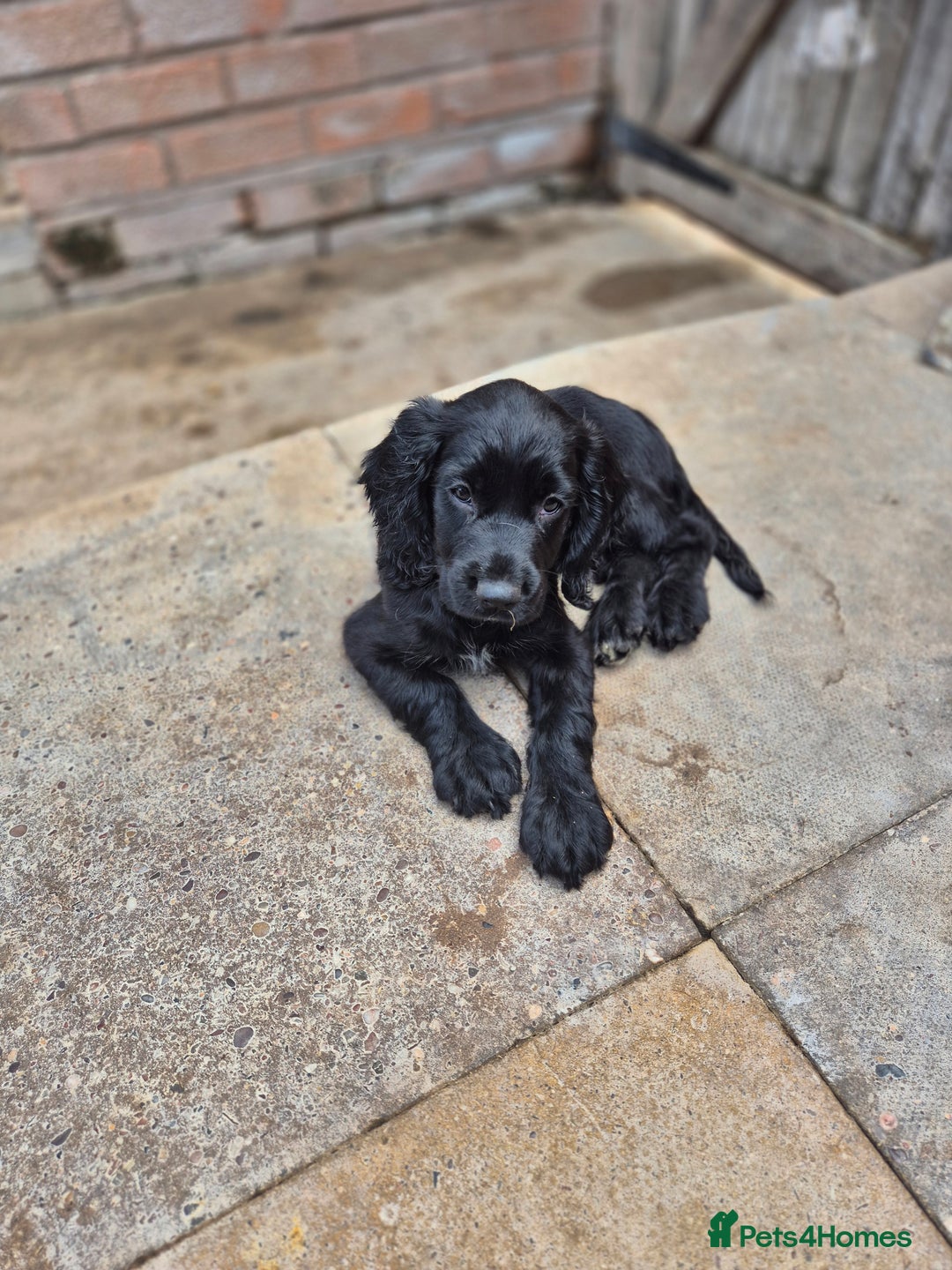 Sprocker dogs for sale: Beautiful sprocker puppies  - Image 4