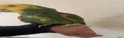 Parrots birds for sale: Hand tame Double yellow head Amazon - Advert 5