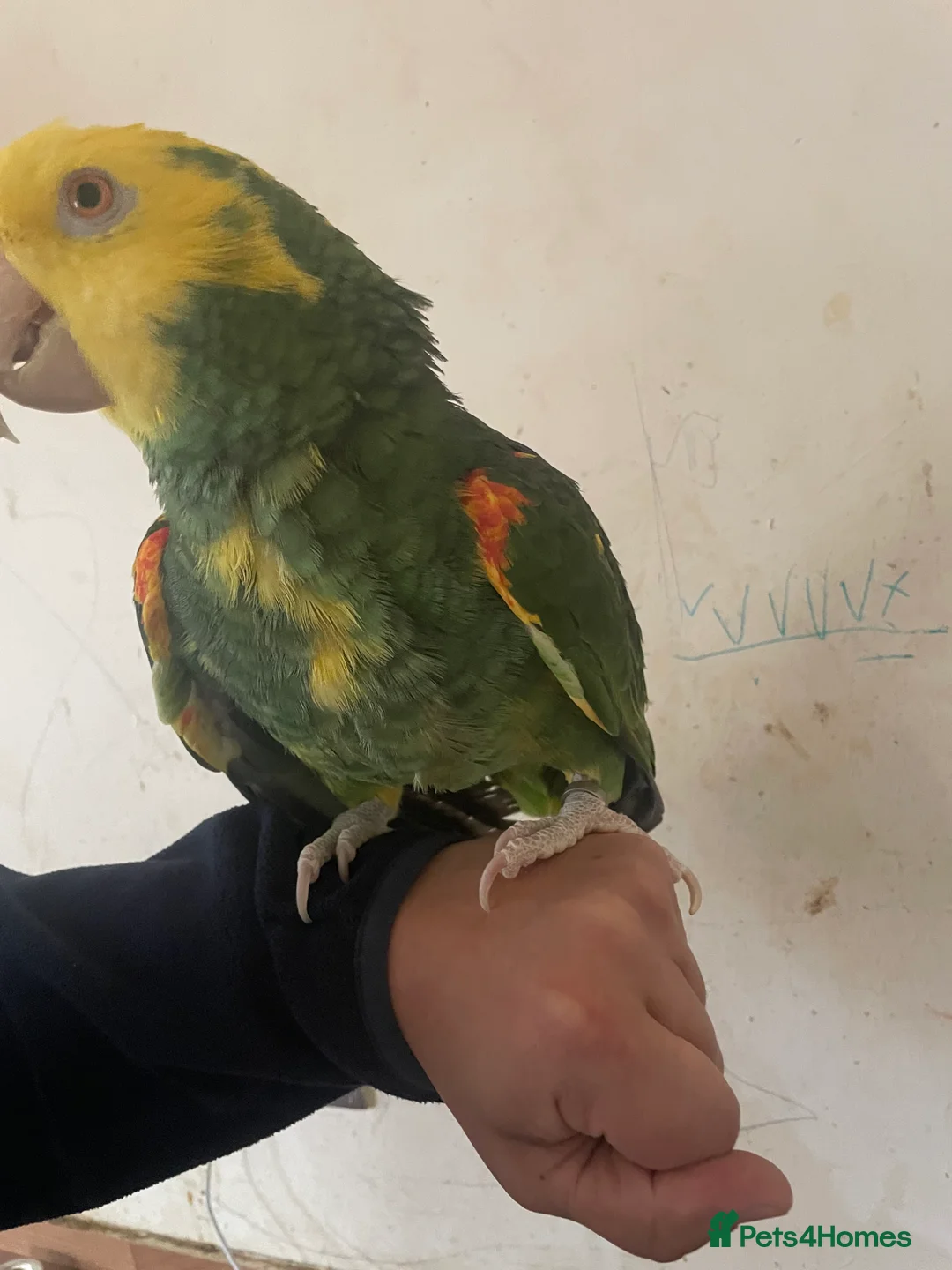 Parrots birds for sale: Hand tame Double yellow head Amazon - Advert 5