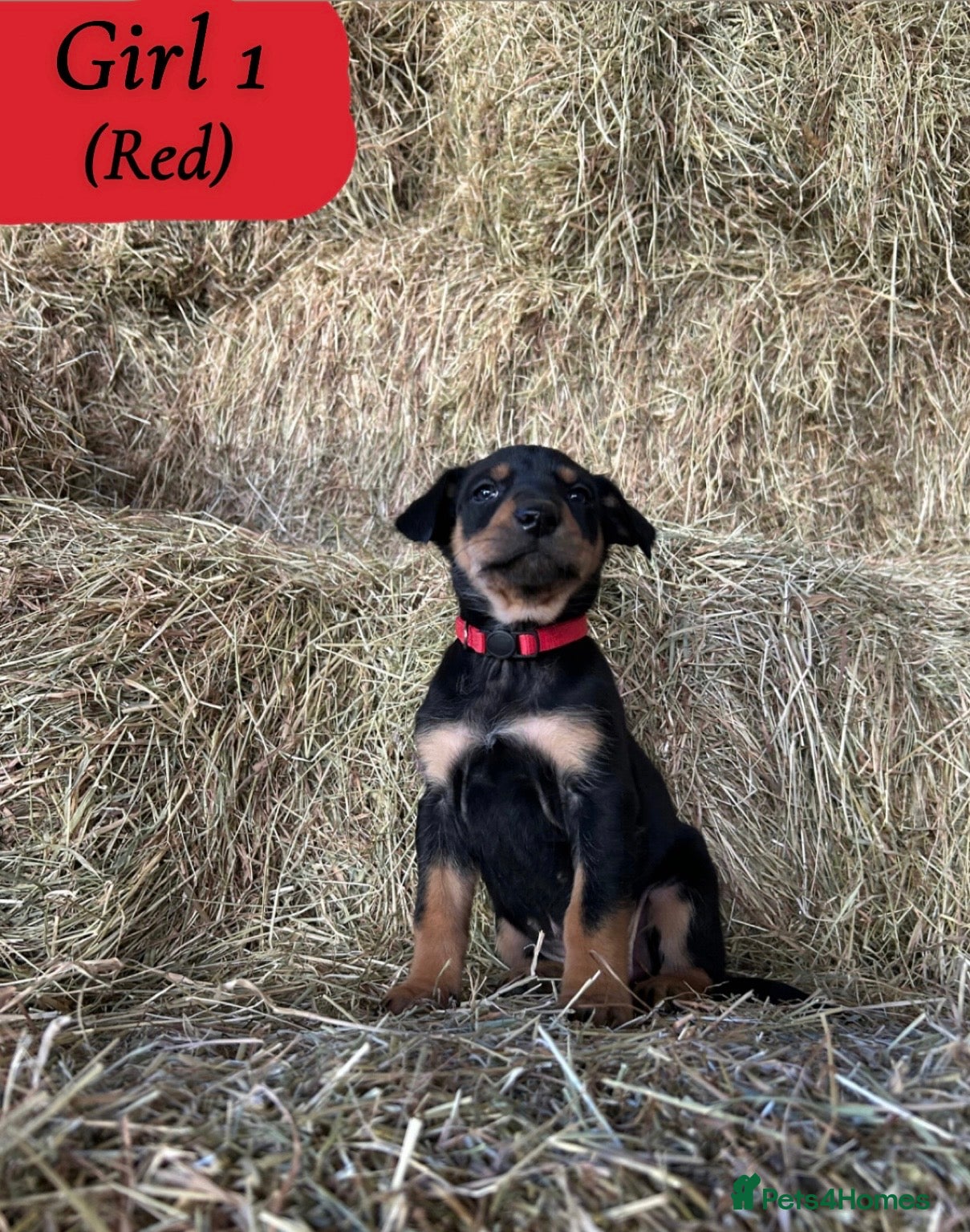 Huntaway dogs Quality Huntaway pups seeking fantastic homes - Advert 1