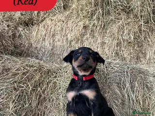 Huntaway dogs Quality Huntaway pups seeking fantastic homes - Advert 1