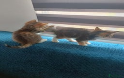 Mixed Breed cats for sale: 4 kittens - Image 6