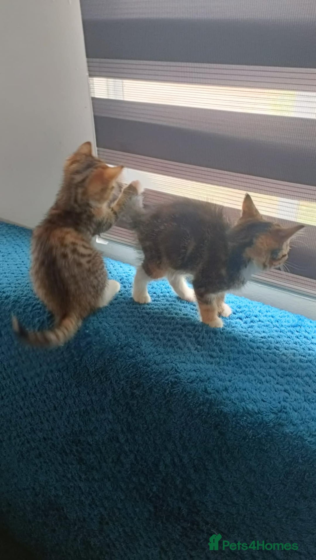 Mixed Breed cats for sale: 4 kittens - Image 6