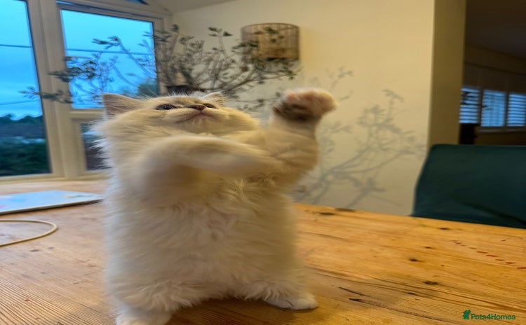 Ragdoll cats - Advert 1