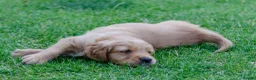 Golden Retriever dogs for sale: READY GOLDEN RETREVER KC PUPPIES - Advert 23