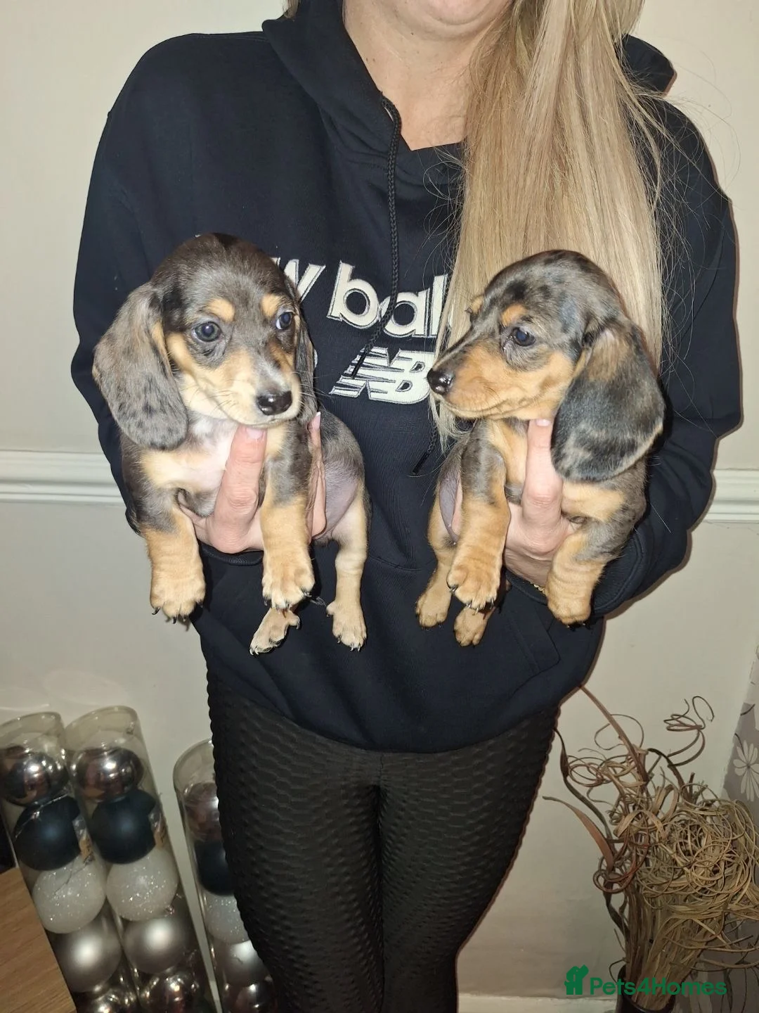 Dachshund dogs for sale: Miniature dachshunds boys and girls  - Advert 9