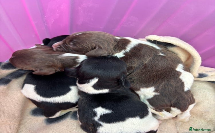 English Springer Spaniel dogs - Advert 1
