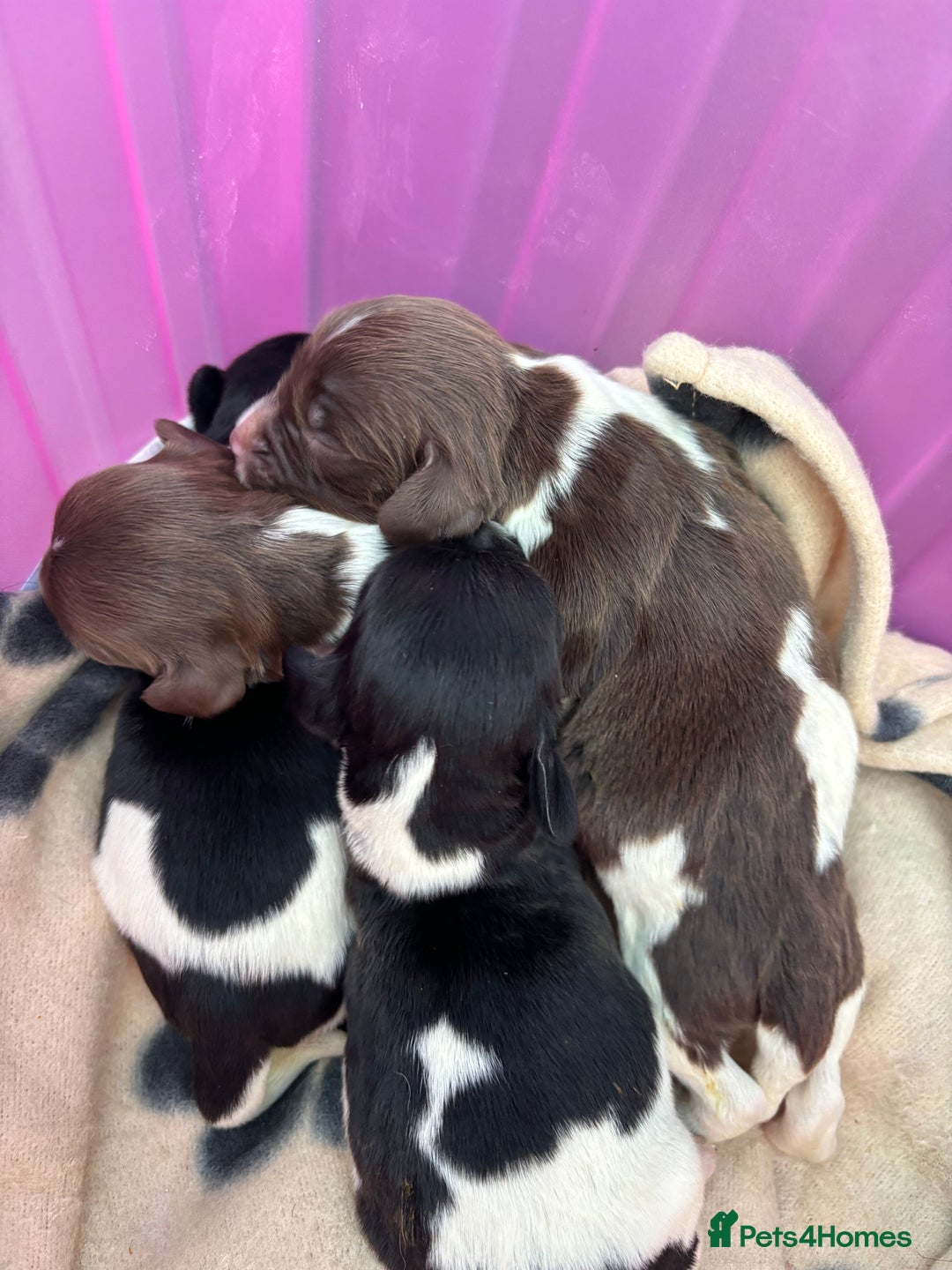 English Springer Spaniel dogs for sale: Gorgeous marked English Springer Spaniel pups  - Image 1