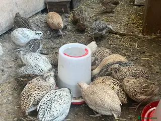 Quail poultry Jumbo Coturnix Quails - Advert 1