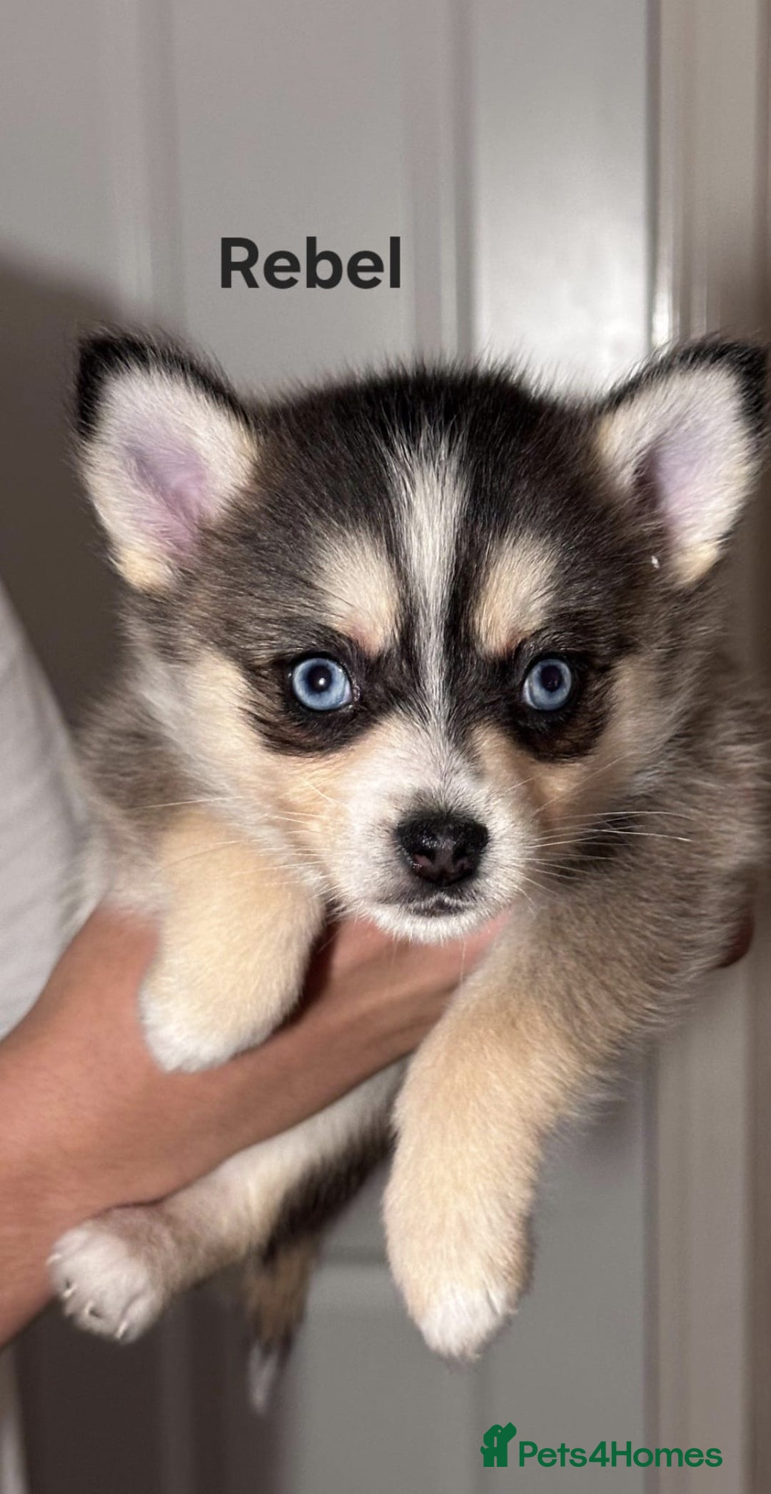 Pomsky dogs for sale: 3 Boys leftStunning Blue eyed F4 Pomsky pups - Advert 35