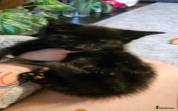 Bombay cats for sale: Kittens ready for new homes  - Image 9